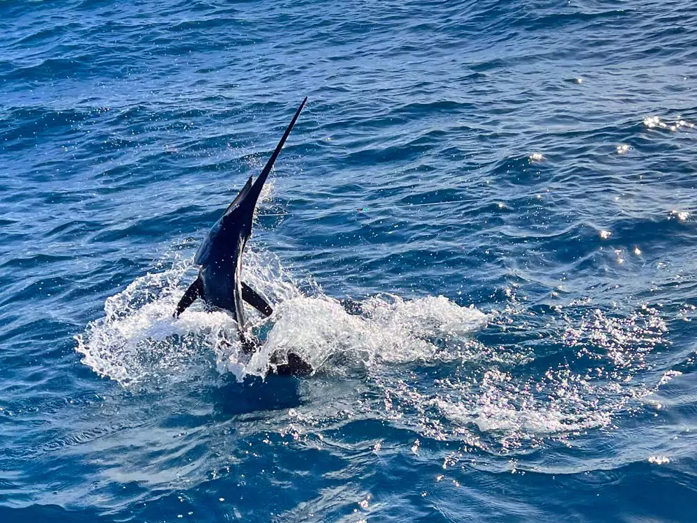 Grand Slam sportfishing report cancun